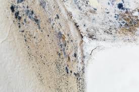 Mold Documentation for Insurance Claims in Clark, SD